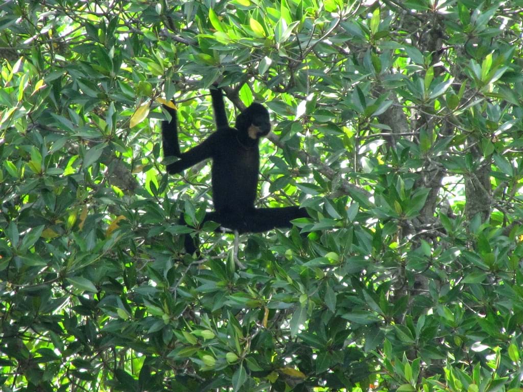 vam-sat-mangrove-forest-4